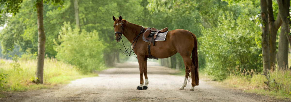 Fuchsfarbenes Pferd mit ROSS KANI Classic Springschabracke und Sattel auf einem grünen Reitweg