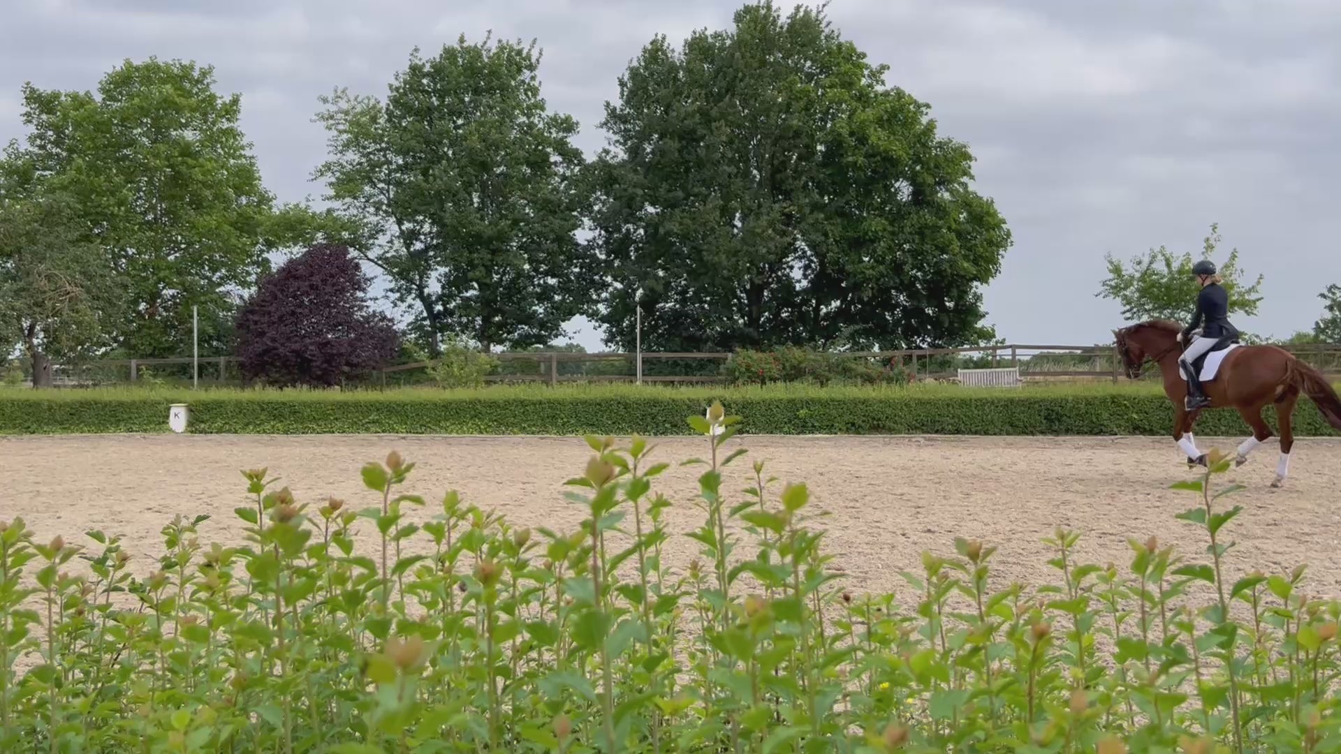 Video laden: Reiterin auf Pferd mit grauer Dressurschabracke von ROSS KANI und blauem Glitzerklettband reitet auf Sandweg entlang eines braunen Holzzauns – begleitet von zweiter Reiterin zu Fuß; im Hintergrund Büsche und grüne Wiese.